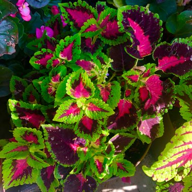 Coleus 'Dragon Heart”