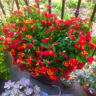 Lantana camara 'Radiation'