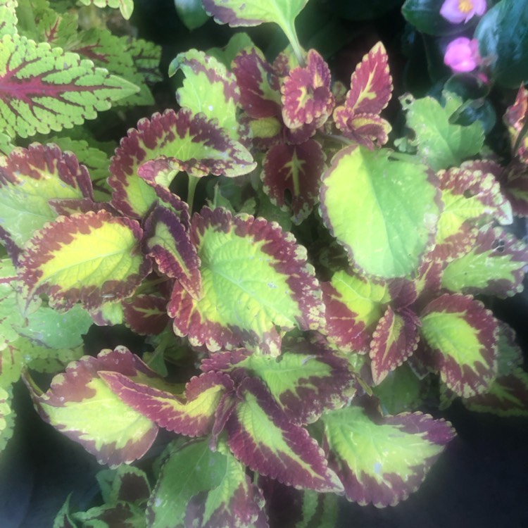 Plant image Coleus scutellarioides 'Stained Glassworks Velvet'