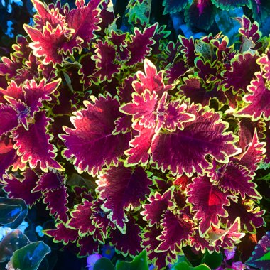 Coleus ‘Vucan'