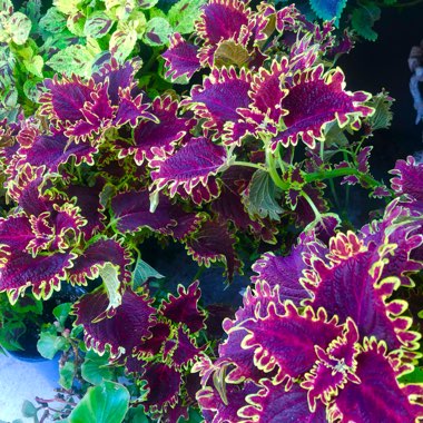 Coleus ‘Vucan'