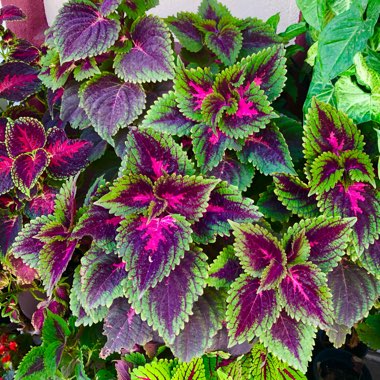 Coleus 'Main Street Road”