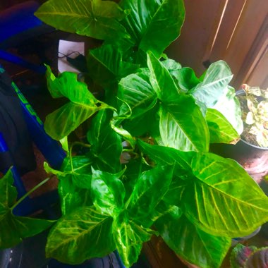 Arrowhead Vine 'White Butterfly'