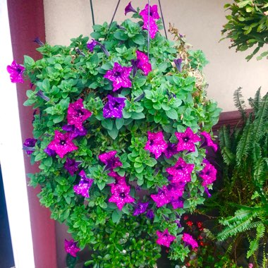 Petunia 'Pink Sky'