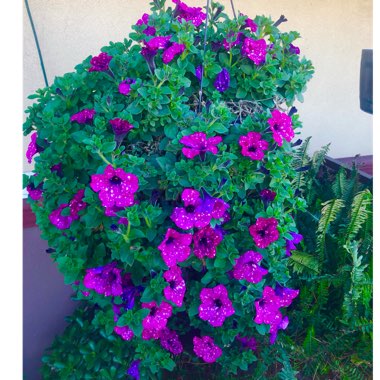 Petunia 'Pink Sky'