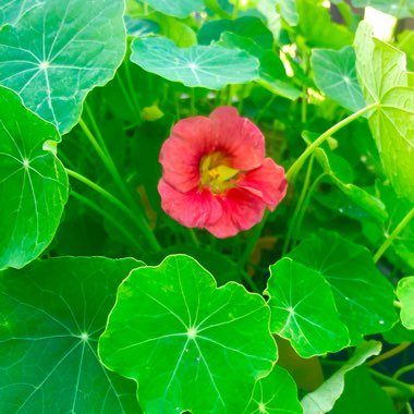 Nasturtium 'Jewel Cherry Rose'