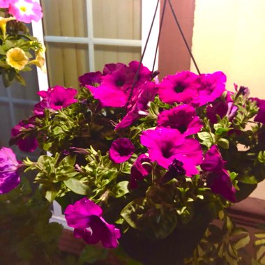 Climbing Petunia 'Purple Rocket'