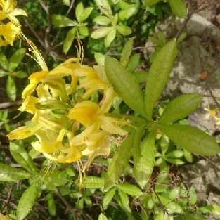 Rhododendron  (Azalea Varieties)