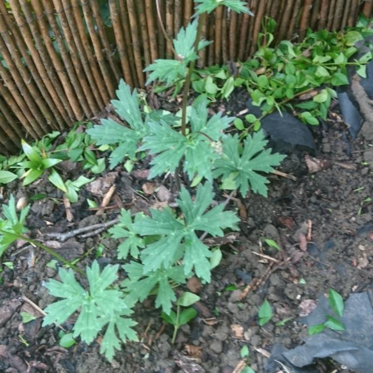 Plant image Aconitum x cammarum 'Bicolor'