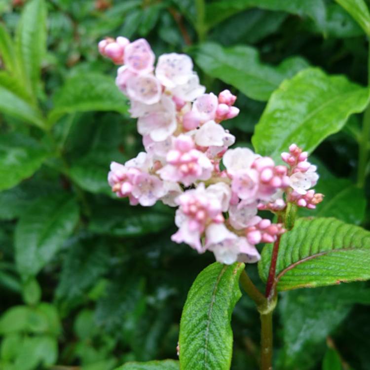 Plant image Polygonum campanulatum