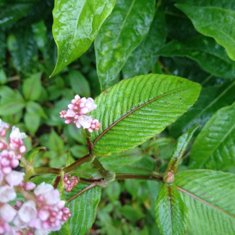 Plant image Polygonum campanulatum