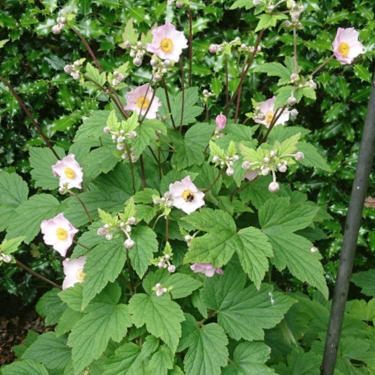 Plant image Anemone Hupehensis var. japonica 'Fantasy Cinderella'