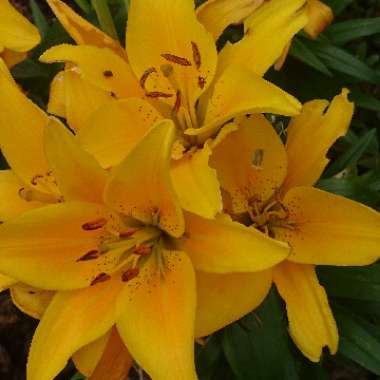 Lilium 'Chocolate Canary'