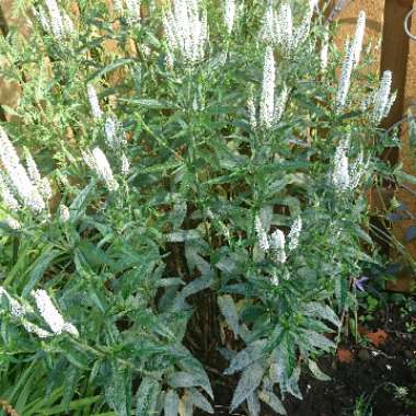 Veronicastrum virginicum 'Album'