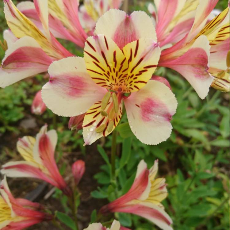 Plant image Alstroemeria 'Selina'