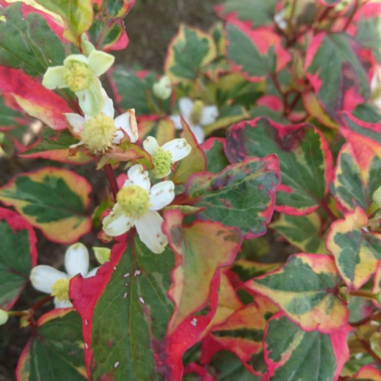 Plant image Houttuynia cordata 'Chameleon' syn. Houttuynia cordata 'Court Jester', Houttuynia cordata 'Flame', Houttuynia cordata 'Tricolour', Houttuynia cordata 'Variegata', Houttuynia foetida