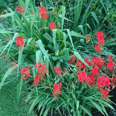 Crocosmia 'Lucifer'