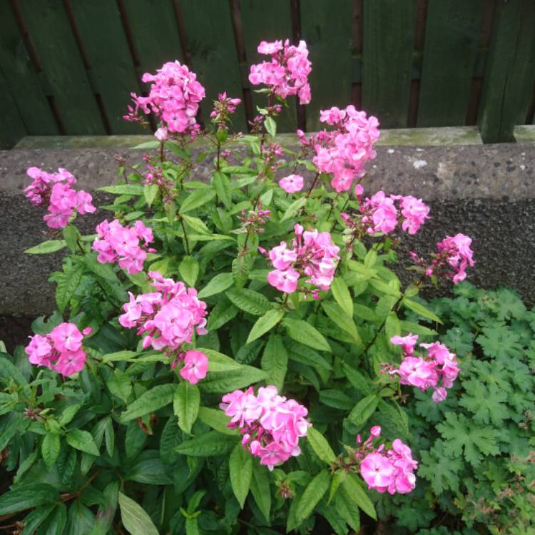 Plant image Phlox maculata 'Alpha'