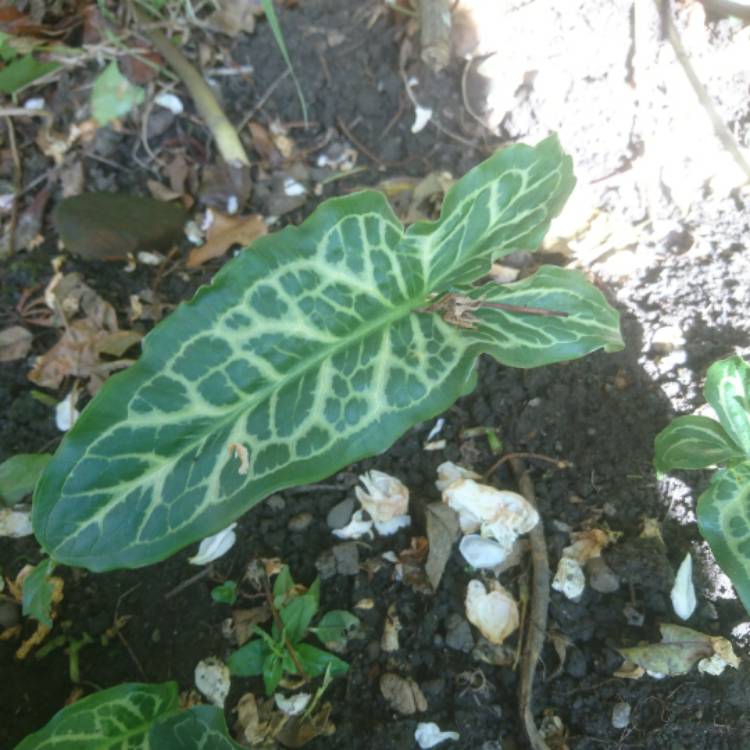 Plant image Arum italicum 'Pictum'