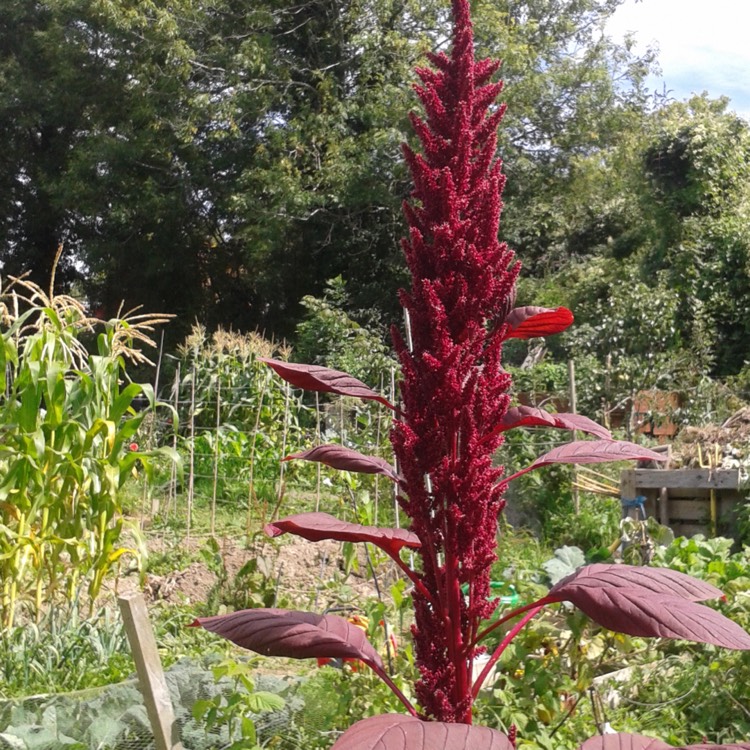 Plant image Amaranthus tricolor 'Red Army'