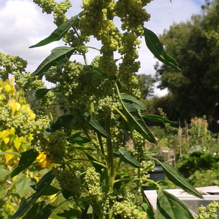 Plant image Chenopodium quinoa