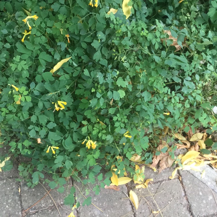 Plant image Pseudofumaria lutea syn. Corydalis Lutea,