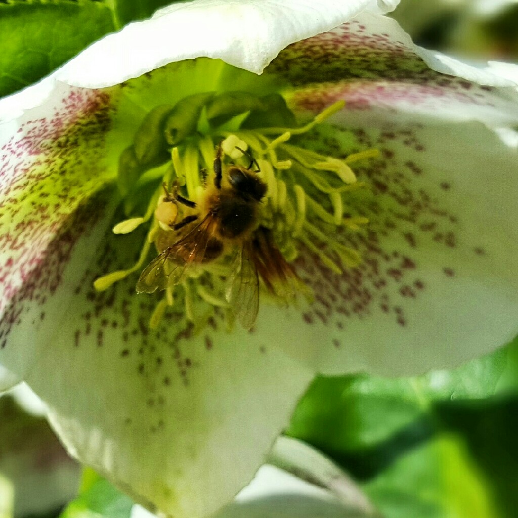 Plant image Helleborus x hybridus 'Harvington Yellow Speckled'