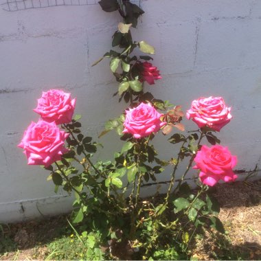 Rose 'Eden Rose 88' (Climbing)