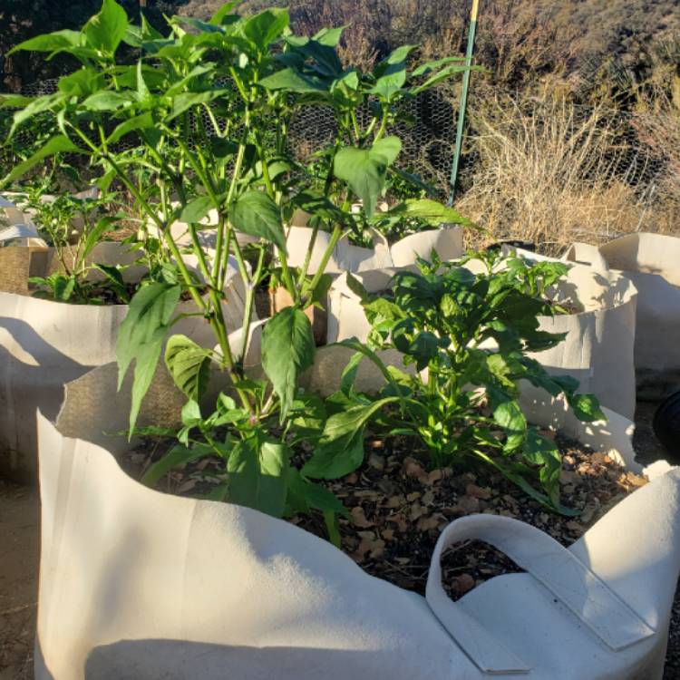 Plant image Capsicum Annuum 'Mammoth Jalapeno Pepper'