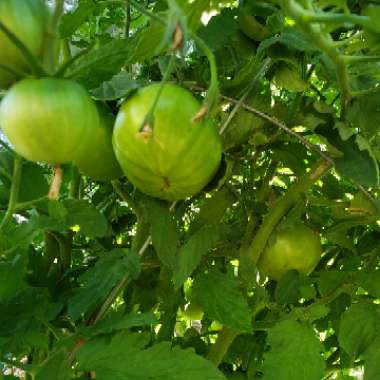 Tomato 'Alicante'