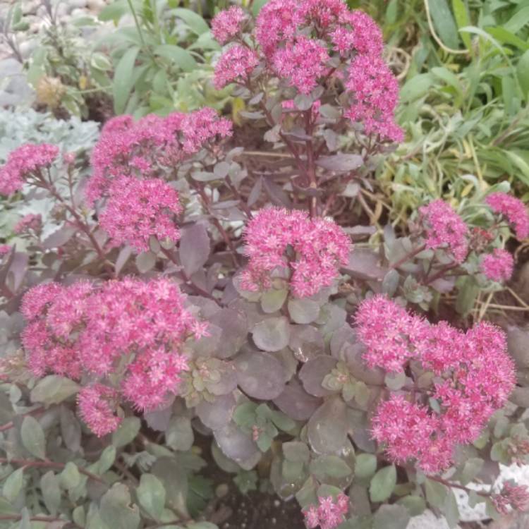 Plant image Sedum 'Sunsparkler Dazzleberry'