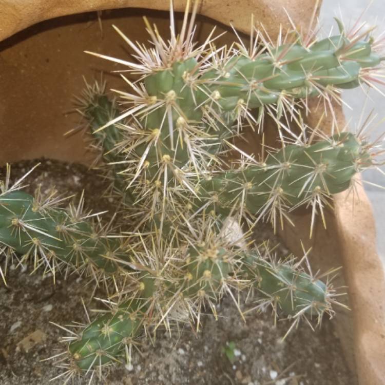 Plant image Cylindropuntia whipplei