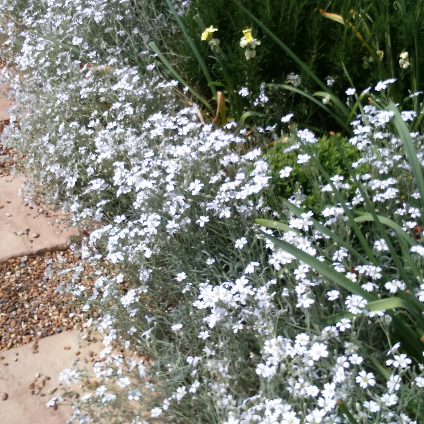 Snow in summer