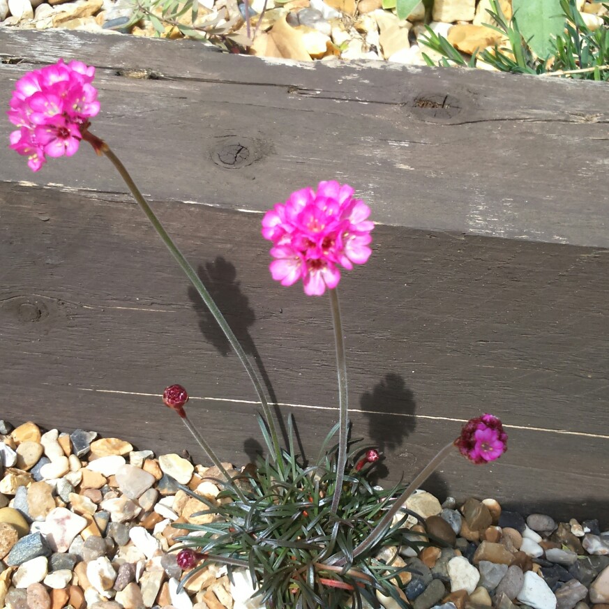 Red Leaved Thrift