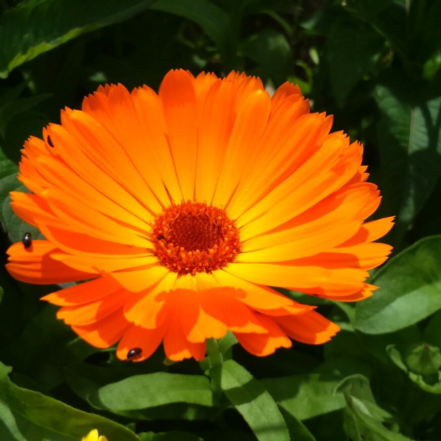 Pot Marigold