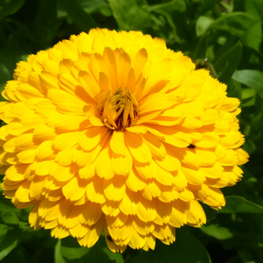 Pot Marigold