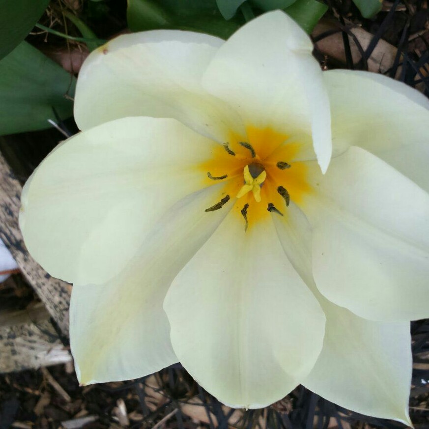 Plant image Tulipa 'Purissima' syn. Tulipa 'White Emperor'