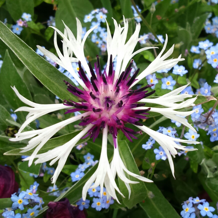 Perennial Cornflower 'Amethyst In Snow'