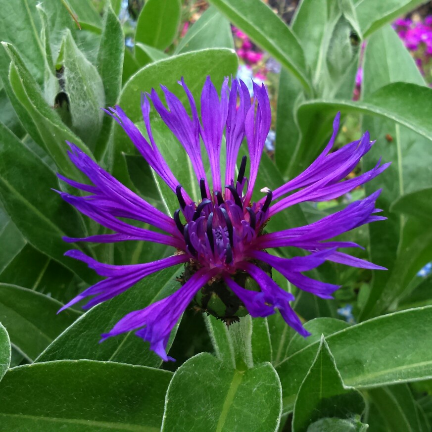 Perennial Cornflower