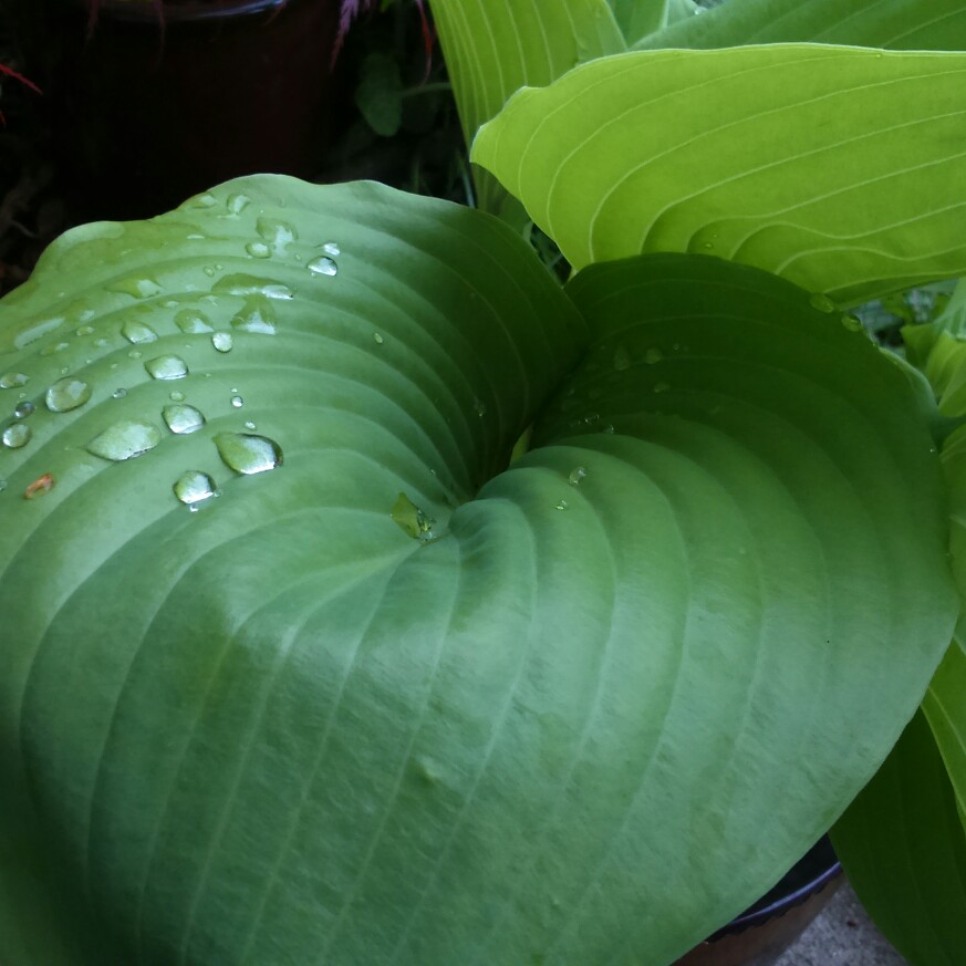 Plantain Lily 'Sum and Substance'