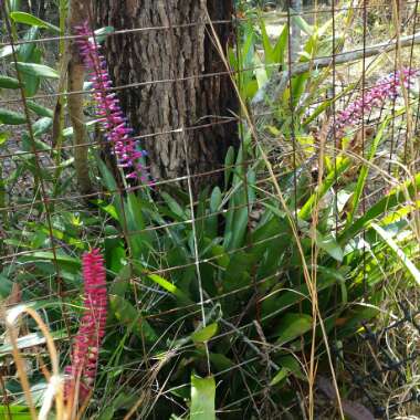 Aechmea gamosepala