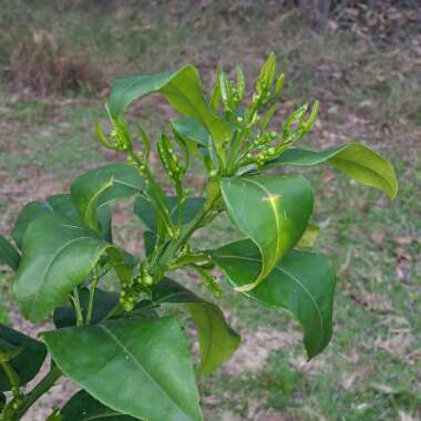 Citrus x paradisi 'Ruby Red'