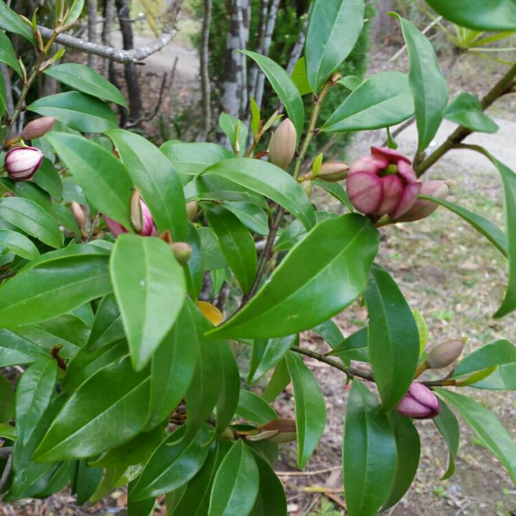 Plant image Michelia figo syn. Magnolia figo