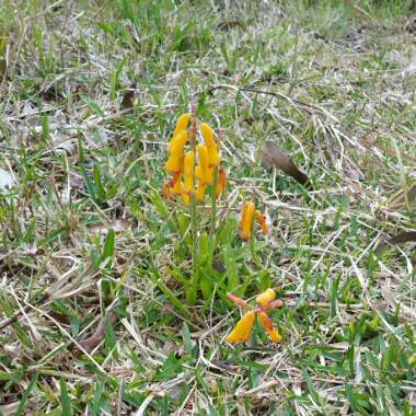 Lachenalia Aloides