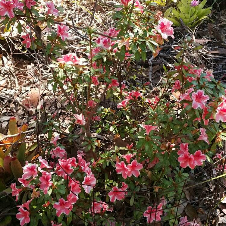 Plant image Rhododendron obtusum 'Silvester'