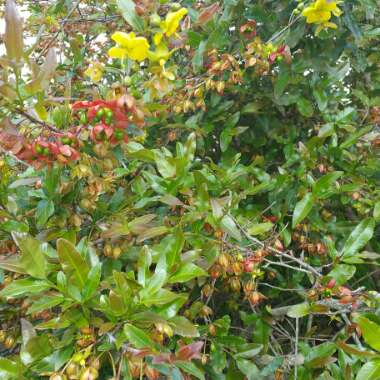 Ochna serrulata