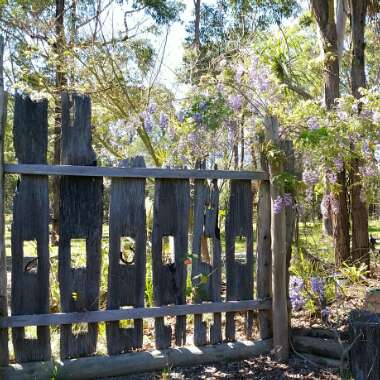 Wisteria floribunda macrobotrys 'Multijuga'