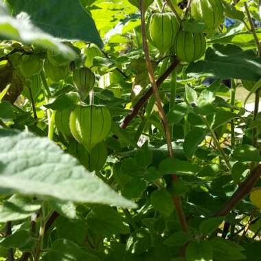 Physalis peruviana