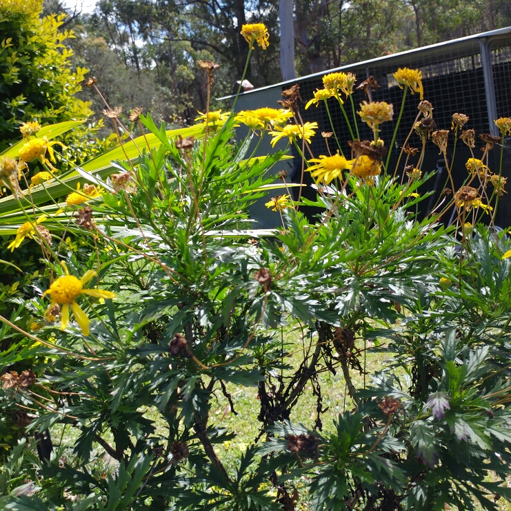 Plant image Cota tinctoria syn. Anthemis tinctoria