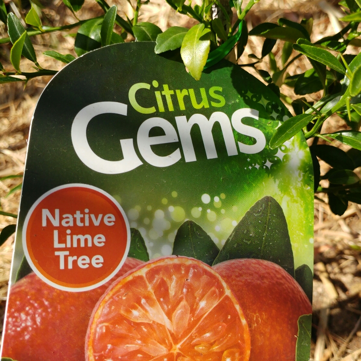 Plant image Citrus aurantifolia 'Red Lime'